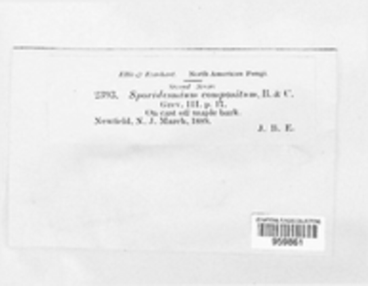 Piricauda composita image